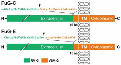 Pseudotyped Lentiviral Vectors for Retrograde Gene Delivery into Target Brain Regions